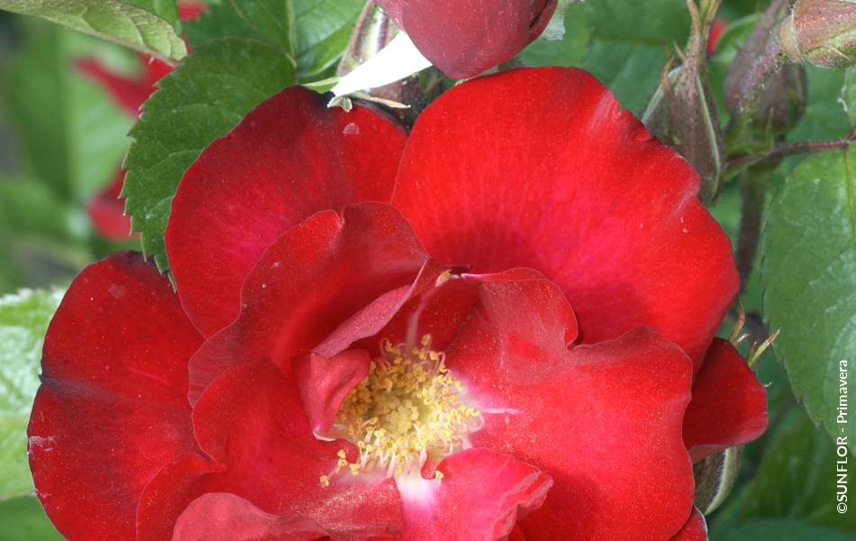 ©SUNFLOR - Primavera